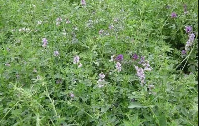 養(yǎng)牛最適合種植什么牧草比較好？種植方法是什么？