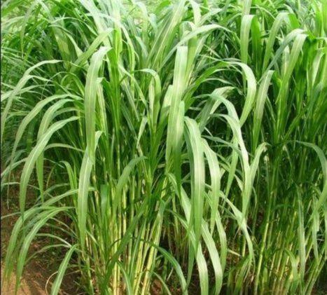 有一種草叫墨西哥玉米草，最適合農村養殖戶種植