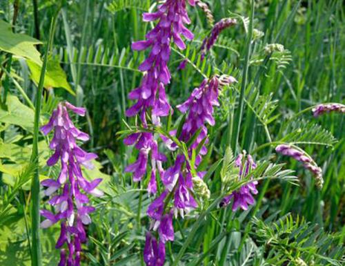 毛苕子的種植技術(shù)介紹以及播種時(shí)間