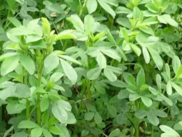 進口紫花苜蓿種子播種時間與管理方法