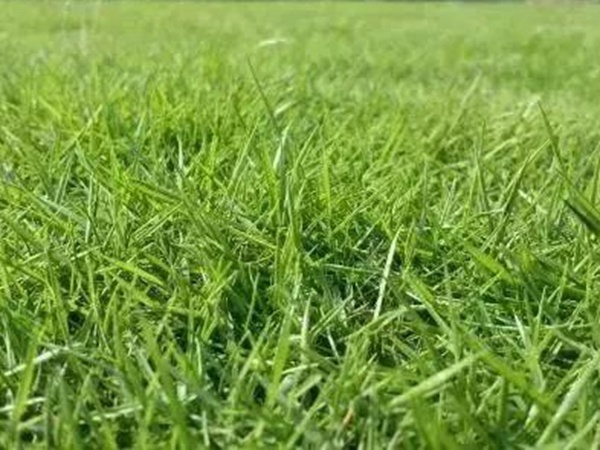 不同氣候地區怎么選擇綠化草種？有什么好的方法？