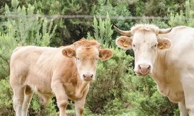 種植皇竹草養牛，需要了解一些什么