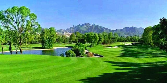 早熟禾優質的草坪草——早熟禾牧草種子