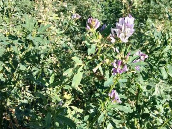 養羊牧草紫花苜蓿種植技術：怎么做可以高產量