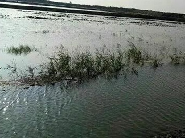 小米草種植方案需要哪幾個步驟
