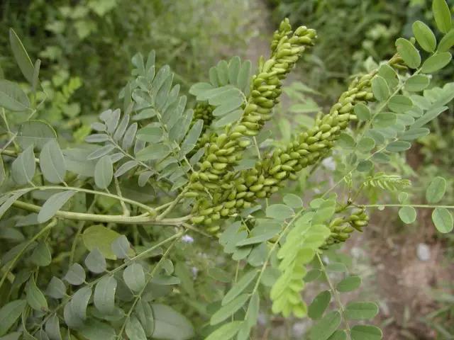紫穗槐種子的種植方法與管理技術