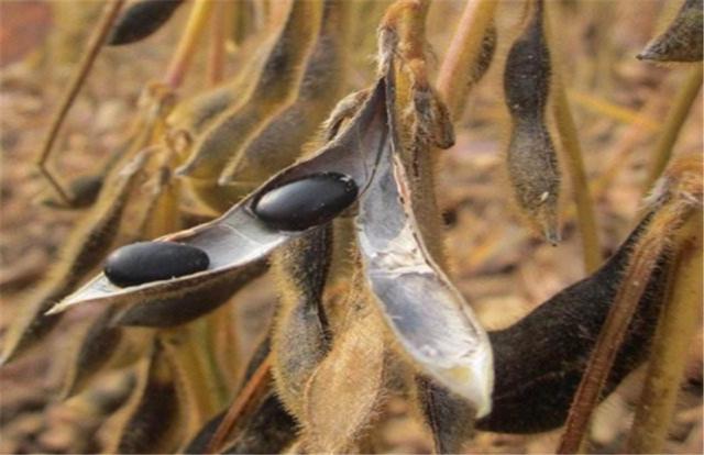 黑豆如何種植？種植方法是什么？有什么需要注意的？