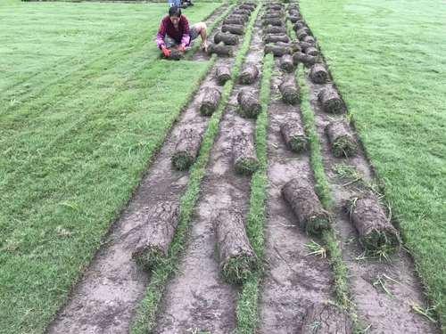 綠化草坪種類圖片，不同的草坪用途和功能都有所差別