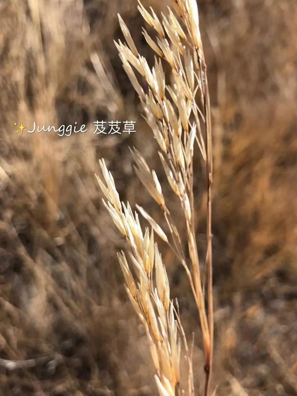 芨芨草飼用價值？——耐寒耐旱耐鹽堿