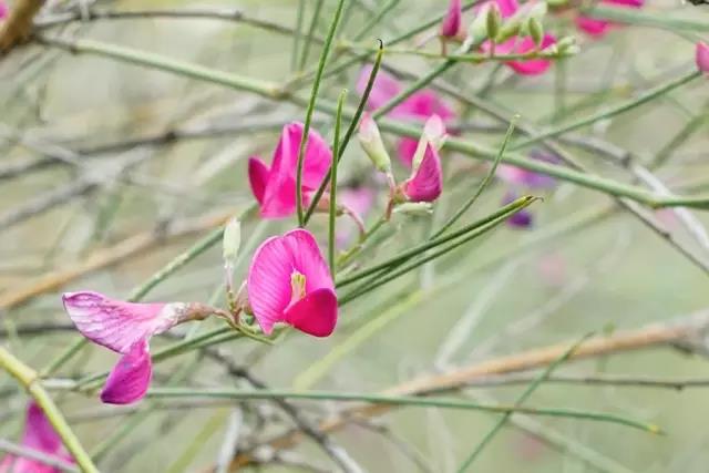 那十七公里的如此美的花棒到底是什么