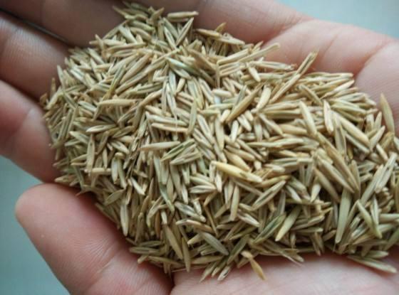 種植披堿草產量高必須掌握了這兩個方法