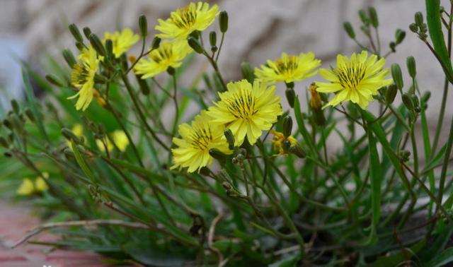 養殖戶注意了，土雞愛吃的八大牧草，有什么需要注意的？