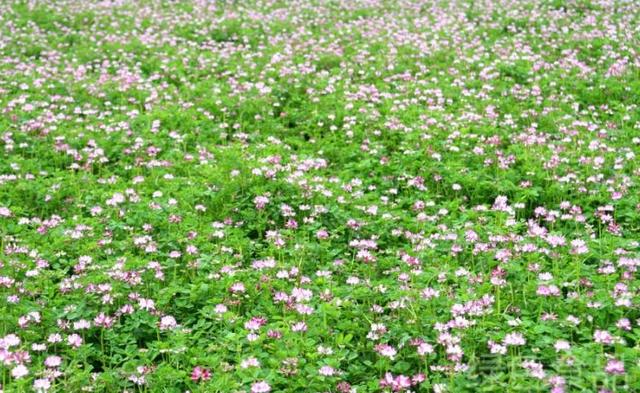 養殖戶注意了，土雞愛吃的八大牧草，有什么需要注意的？