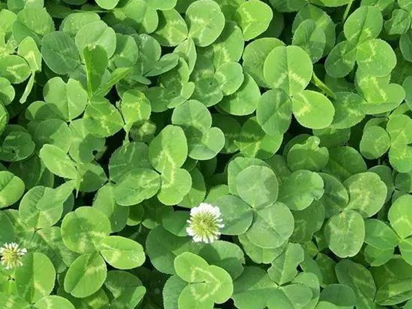 養鵝用什么牧草比較好？優點有哪些？