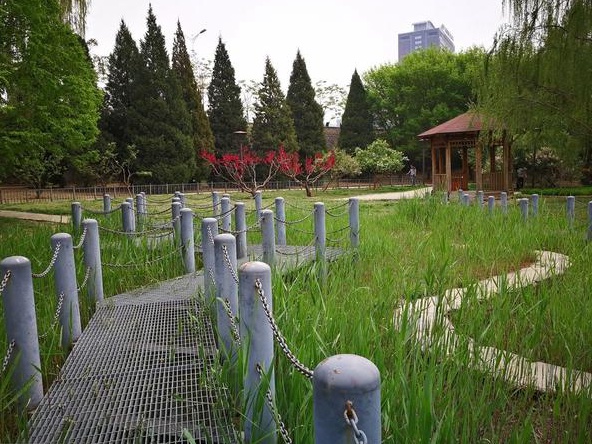 草坪的作用不僅僅是美化環境  還可以凈化空氣、過濾塵埃