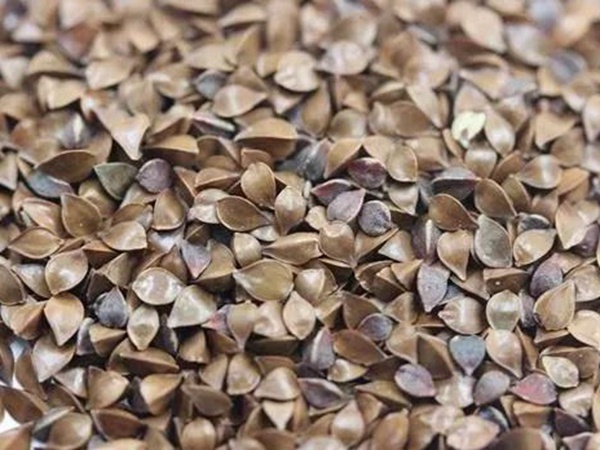 新品種牧草種子——魯梅克斯種子的播種方法