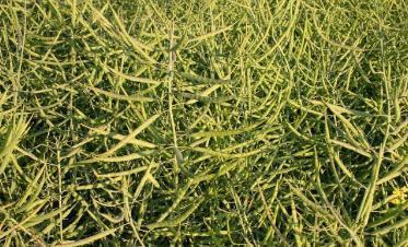 馬上進入秋播季應該如何挑選油菜籽？