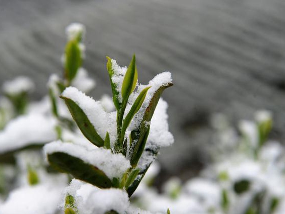 皇竹草該如何種植？多少度下會被凍死？應該注意什么？