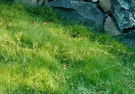 野牛草優(yōu)點優(yōu)勢有哪些，野牛草有著非常不錯的經(jīng)濟價值