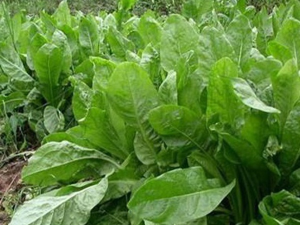 養(yǎng)殖用牧草種子播種量和播種技術是什么