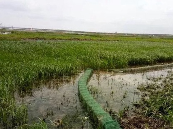 小米草優勢——耐寒耐高溫,小米草最適宜的溫度 小米草優勢——耐寒耐高溫,小米草最適宜的溫度