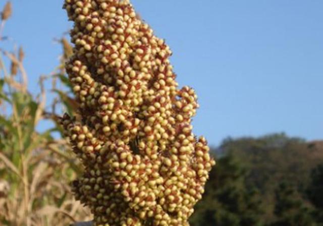 甜高梁種植技巧是什么，如何產量高