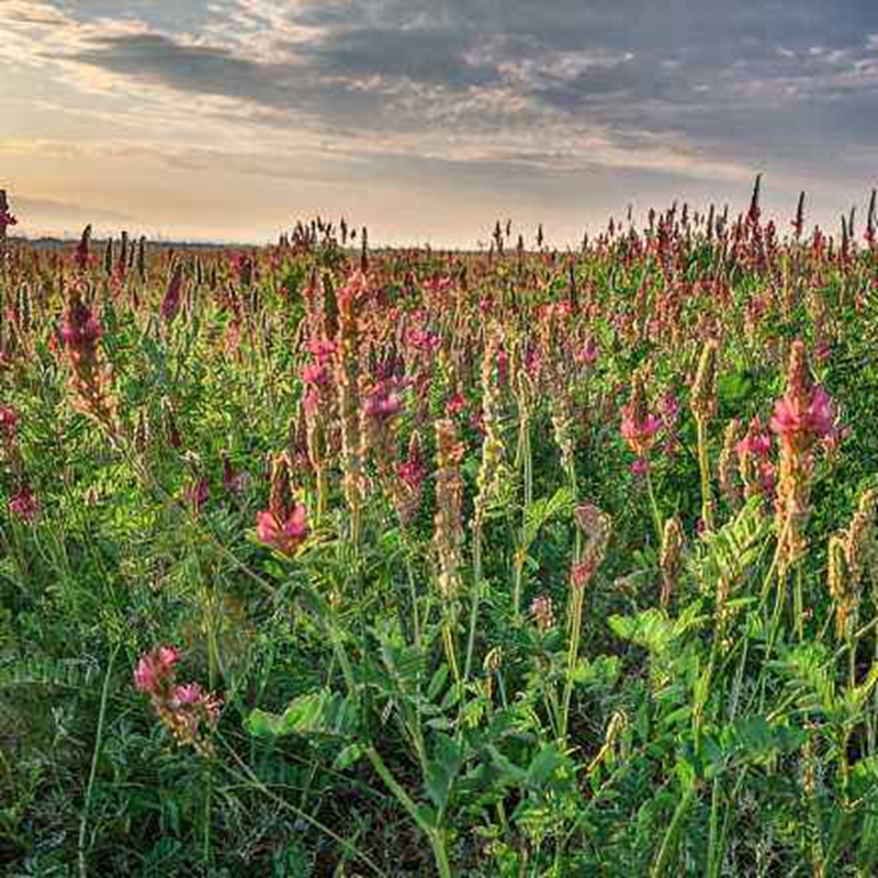 紅豆草的栽培技術與管理方法