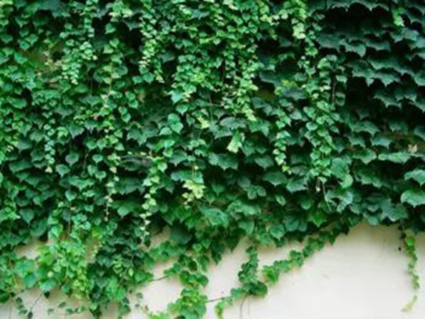 爬山虎種植方法與播種前應(yīng)該如何準(zhǔn)備
