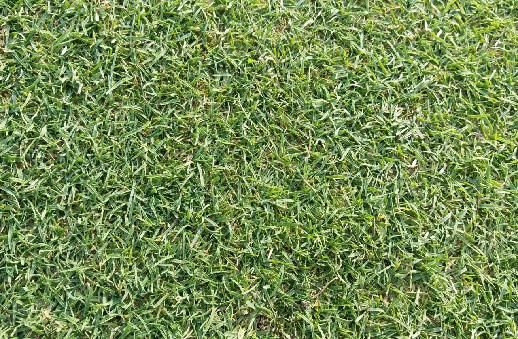 庭院草坪|院子里的天然草坪建植及養護方法 庭院草坪|院子里的天然草坪建植及養護方法