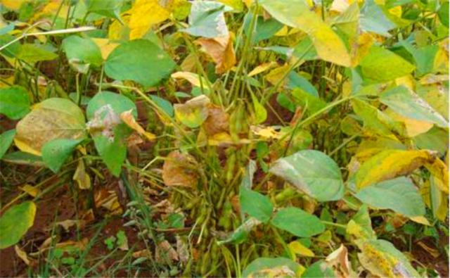 種植黑豆時，掌握技術方法產(chǎn)量能提升