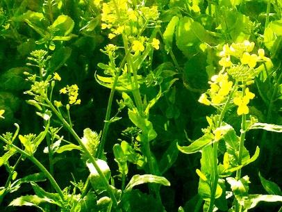 油菜種子如何種，種植方法是什么？