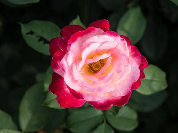 串葉松香飼用價值及方法以及播種技術