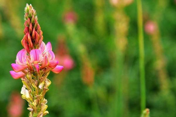 代替苜蓿的一種牧草！易養活，長的美，牲畜也愛吃