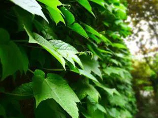 爬山虎種植方法與播種前應(yīng)該如何準(zhǔn)備