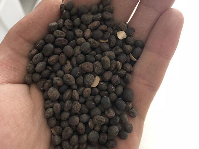 毛苕子的種植技術(shù)介紹以及播種時(shí)間