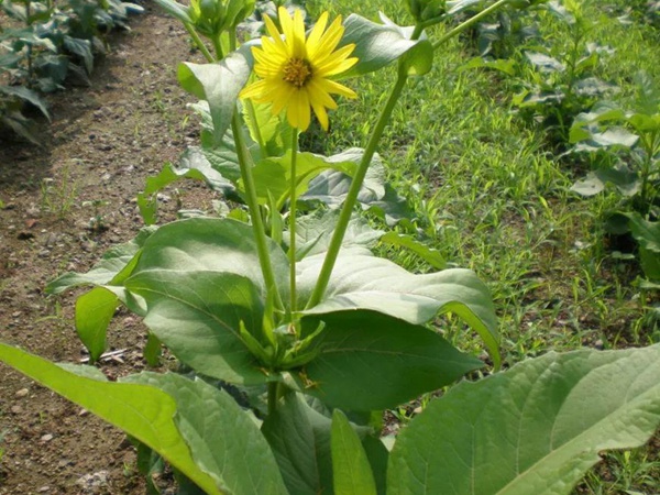 牧草種子介紹丨串葉松香草形態(tài)特征以及主要價值