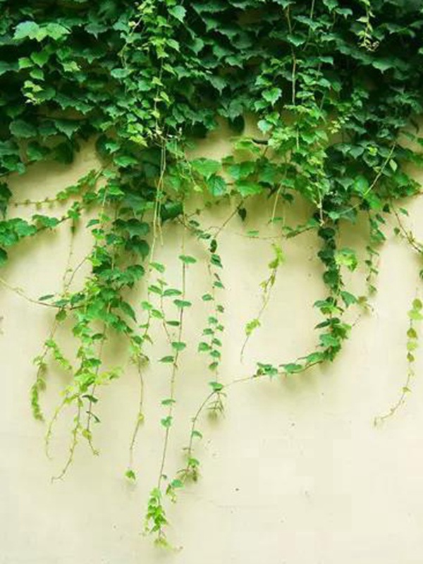爬山虎種植方法與播種前應(yīng)該如何準(zhǔn)備
