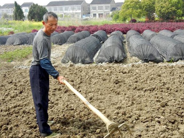 葛根扦插育苗種植的幾個步驟以及處理方法