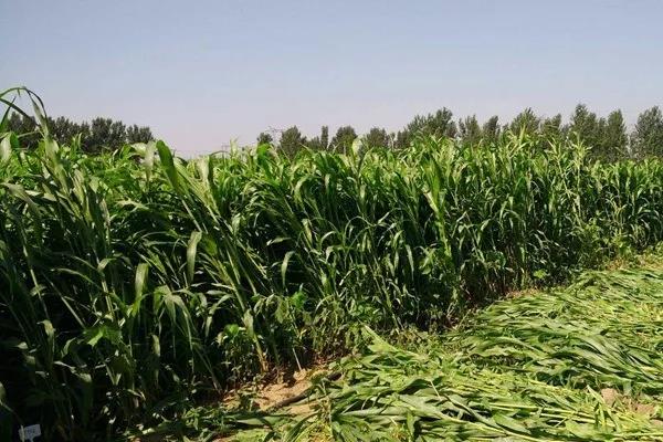 甜高粱喂牛的方法？注意方法是什么！