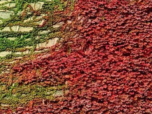 爬山虎種子怎么種?爬山虎種子多久發(fā)芽? 爬山虎種子怎么種?爬山虎種子多久發(fā)芽?