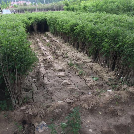 紫穗槐育苗產(chǎn)苗量高，繁育時(shí)間短，生長(zhǎng)速度快