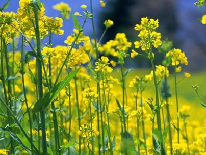 油菜種子如何種，種植方法是什么？