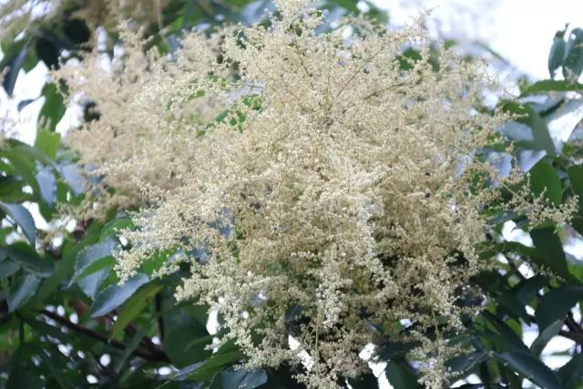 江陰鄉土植物——鹽膚木灌木