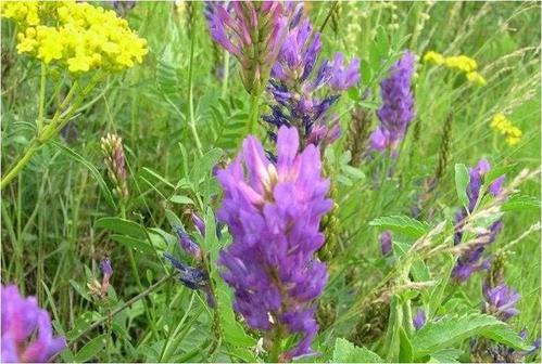 正確的種植沙打旺，需要注意的地方有哪些