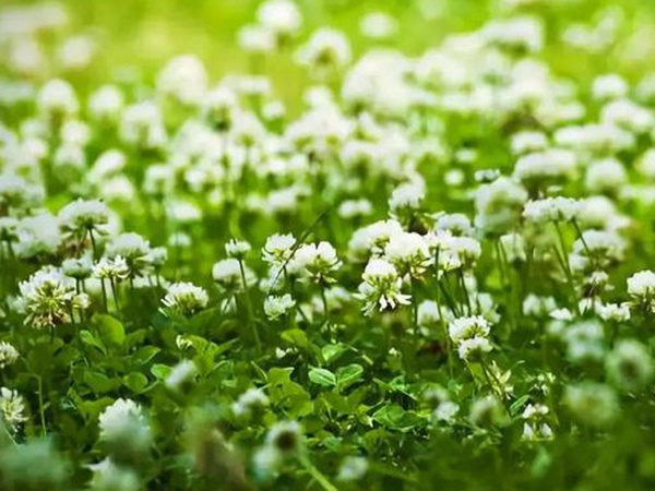 十種優質牧草及其栽培技術與方法