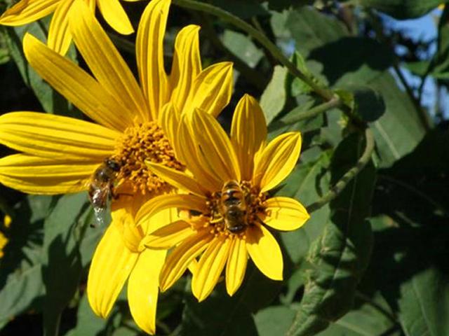 串葉松香草主要價(jià)值以及栽培技術(shù)介紹