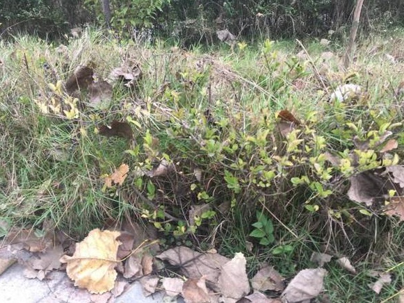 生命力頑強的草，它的名字盡然叫“狗牙根”