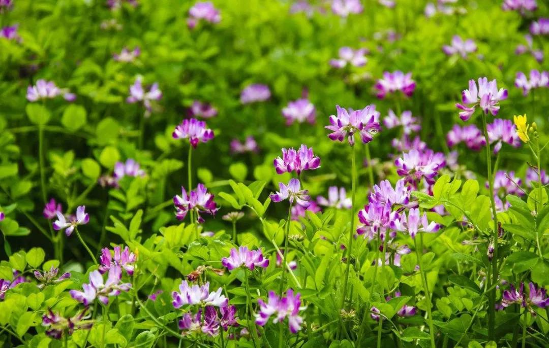 美麗的紫云英播種方法以及管理技術