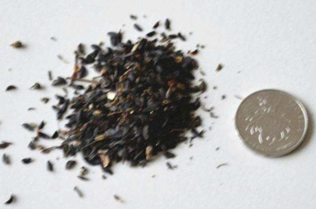 在田間小路看見(jiàn)的優(yōu)質(zhì)牧草-苦荬菜種植技術(shù)及品種價(jià)值 