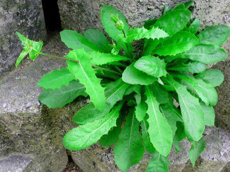 飼料牧草，苦荬菜的詳情介紹